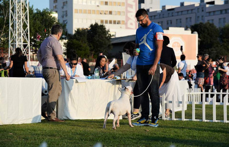 Bull-Terrier-Breed-Bulterijer-Pasmina-4-Summer-Night-Shows-Split-2021-1