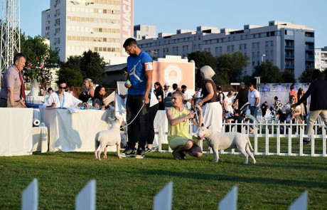 Bull-Terrier-Breed-Bulterijer-Pasmina-4-Summer-Night-Shows-Split-2021-2