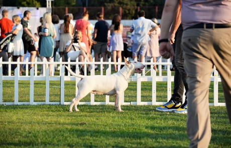 Bull-Terrier-Breed-Bulterijer-Pasmina-4-Summer-Night-Shows-Split-2021-3