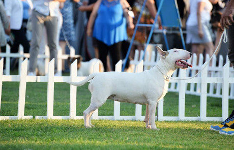 Bull-Terrier-Breed-Bulterijer-Pasmina-4-Summer-Night-Shows-Split-2021-4
