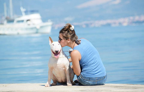 Bull-Terrier-Breed-Bulterijer-Pasmina-4-Summer-Night-Shows-Split-2021-6