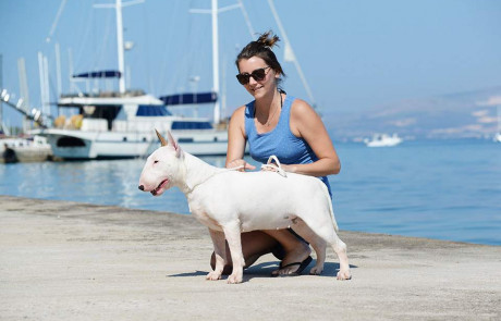 Bull-Terrier-Breed-Bulterijer-Pasmina-4-Summer-Night-Shows-Split-2021-7