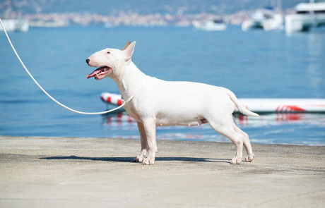 Bull-Terrier-Breed-Bulterijer-Pasmina-4-Summer-Night-Shows-Split-2021-8