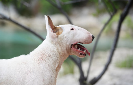 Bull-Terrier-Breed-Bulterijer-Pasmina-4-Summer-Night-Shows-Split-2021-9-min