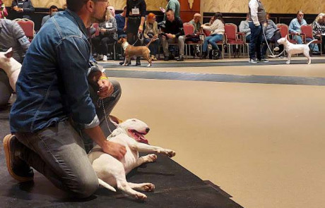 Bull-Terrier-bulterijer-Hepsterix-International-Weekend-Country-Competition-1