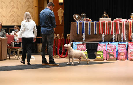 Bull-Terrier-bulterijer-Hepsterix-International-Weekend-Country-Competition-11
