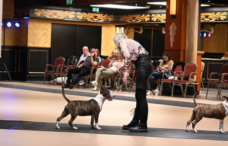 Bull-Terrier-bulterijer-Hepsterix-International-Weekend-Country-Competition-12