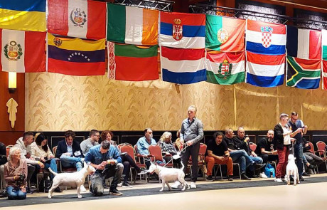 Bull-Terrier-bulterijer-Hepsterix-International-Weekend-Country-Competition-14