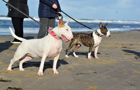 Bull-Terrier-bulterijer-Hepsterix-International-Weekend-Country-Competition-2