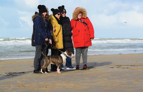 Bull-Terrier-bulterijer-Hepsterix-International-Weekend-Country-Competition-4