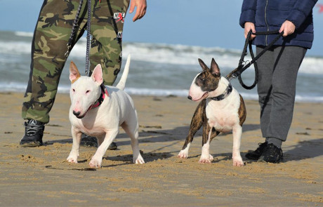 Bull-Terrier-bulterijer-Hepsterix-International-Weekend-Country-Competition-5