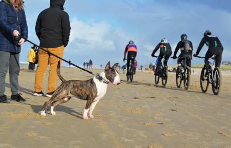 Bull-Terrier-bulterijer-Hepsterix-International-Weekend-Country-Competition-6