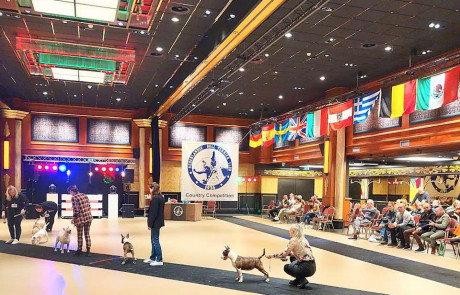 Bull-Terrier-bulterijer-Hepsterix-International-Weekend-Country-Competition-9