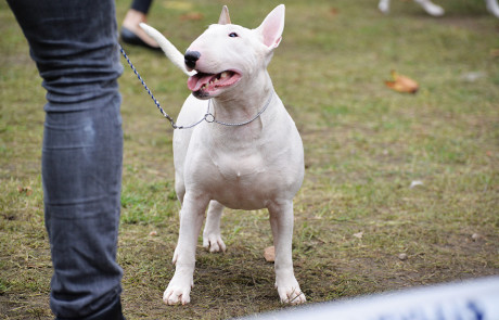 X.-Central-European-Bull-Terrier-Club-&-Trophy-Show,-Tata,-Hungary–10