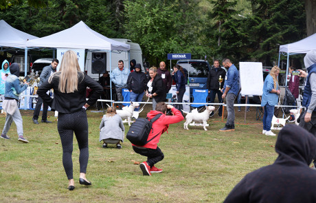 X.-Central-European-Bull-Terrier-Club-&-Trophy-Show,-Tata,-Hungary–11