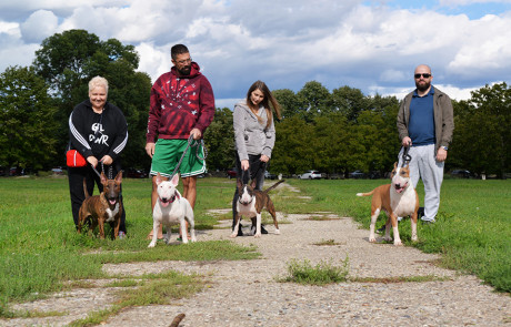 X.-Central-European-Bull-Terrier-Club-&-Trophy-Show,-Tata,-Hungary–12
