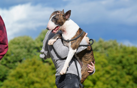 X.-Central-European-Bull-Terrier-Club-&-Trophy-Show,-Tata,-Hungary–15