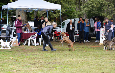 X.-Central-European-Bull-Terrier-Club-&-Trophy-Show,-Tata,-Hungary–3