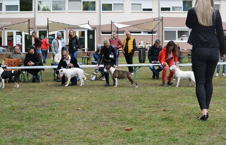 X.-Central-European-Bull-Terrier-Club-&-Trophy-Show,-Tata,-Hungary–5