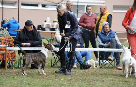 X.-Central-European-Bull-Terrier-Club-&-Trophy-Show,-Tata,-Hungary–6