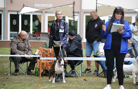 X.-Central-European-Bull-Terrier-Club-&-Trophy-Show,-Tata,-Hungary–7