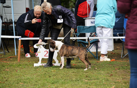 X.-Central-European-Bull-Terrier-Club-&-Trophy-Show,-Tata,-Hungary–8
