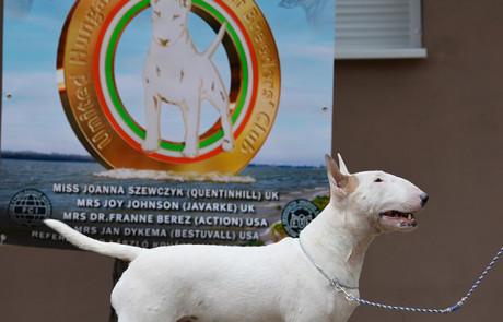 X.-Central-European-Bull-Terrier-Club-&-Trophy-Show,-Tata,-Hungary–9