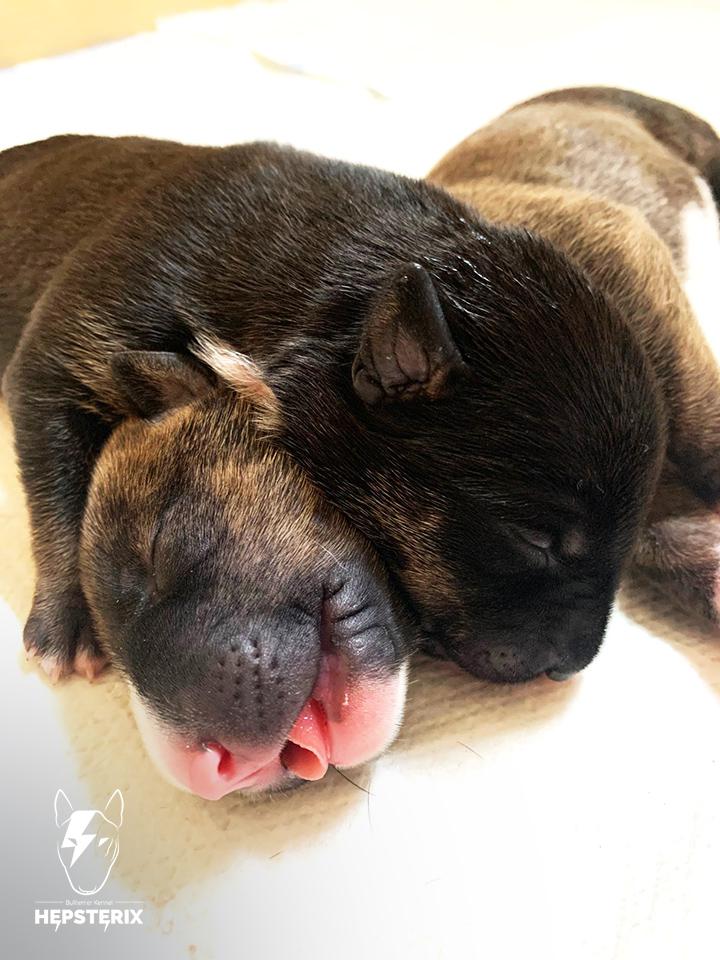 Bull-Terrier-Breed-Hepsterix-legla-From-Lilo’s-Heart-2023-gallery-2