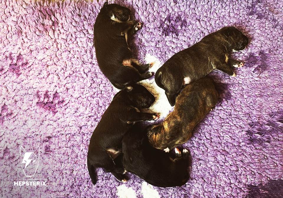 Bull-Terrier-Breed-Hepsterix-legla-From-Lilo’s-Heart-2023-gallery-3