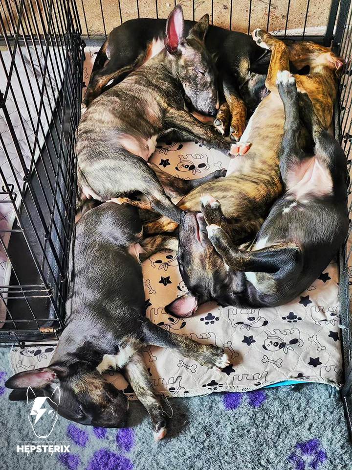 Bull-Terrier-Breed-Hepsterix-legla-From-Lilo’s-Heart-2023-gallery-4