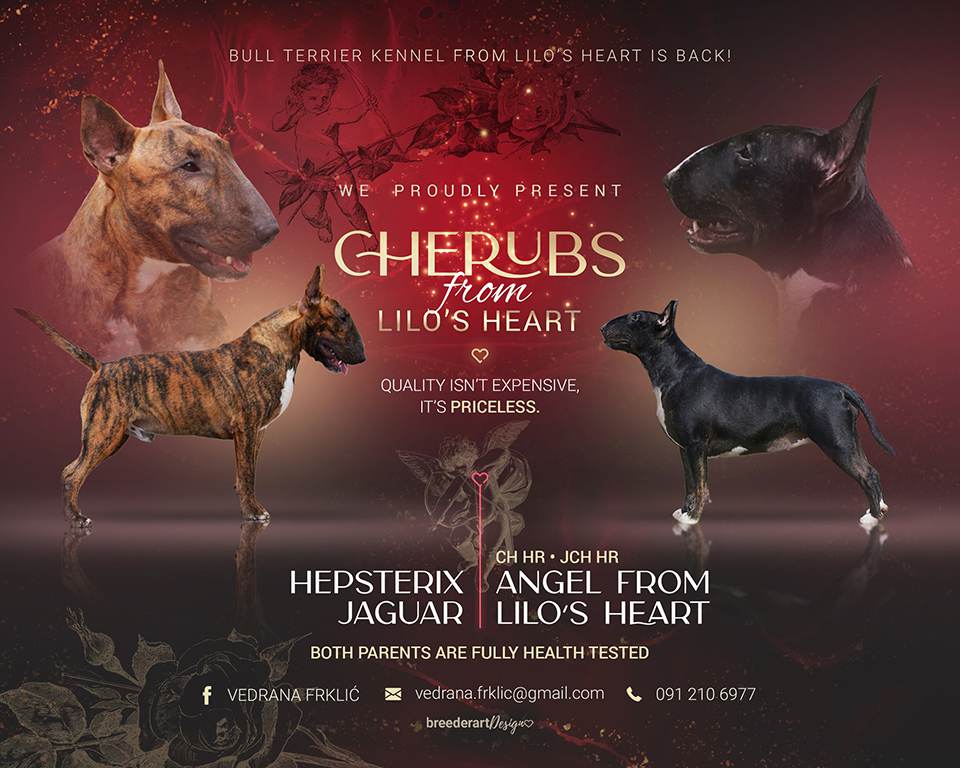 Bull-Terrier-Breed-Hepsterix-legla-From-Lilo’s-Heart-2023-gallery-5