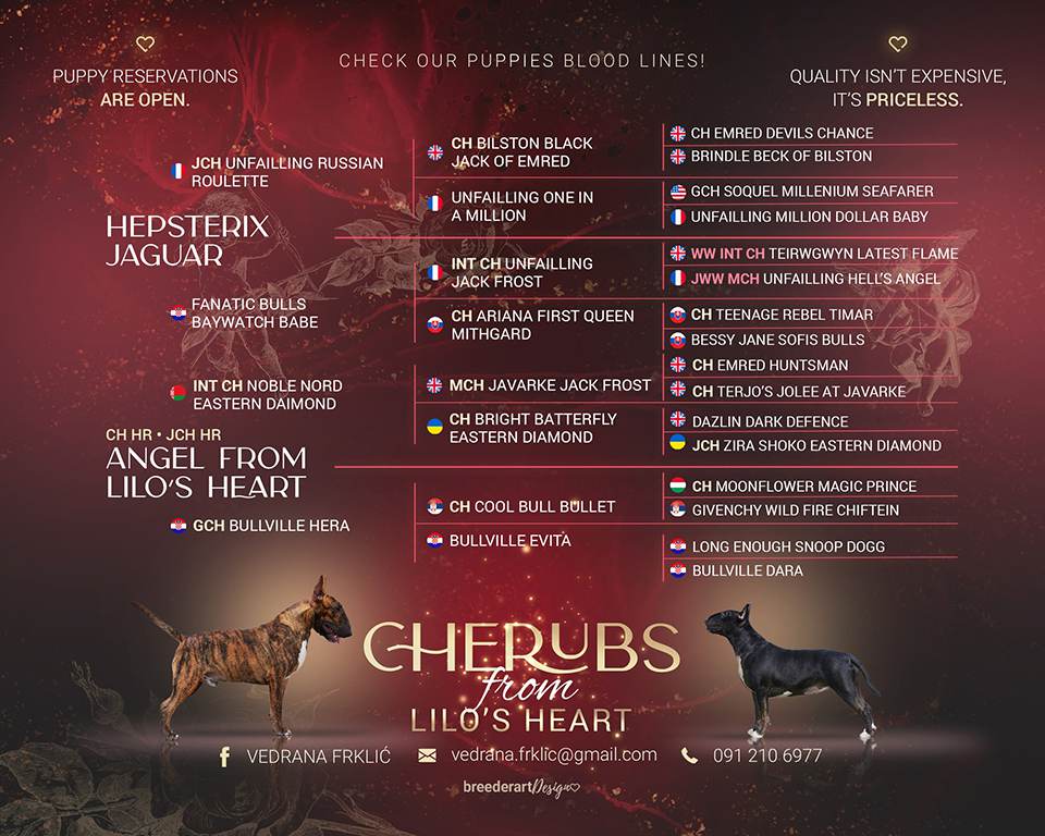 Bull-Terrier-Breed-Hepsterix-legla-From-Lilo’s-Heart-2023-gallery-6