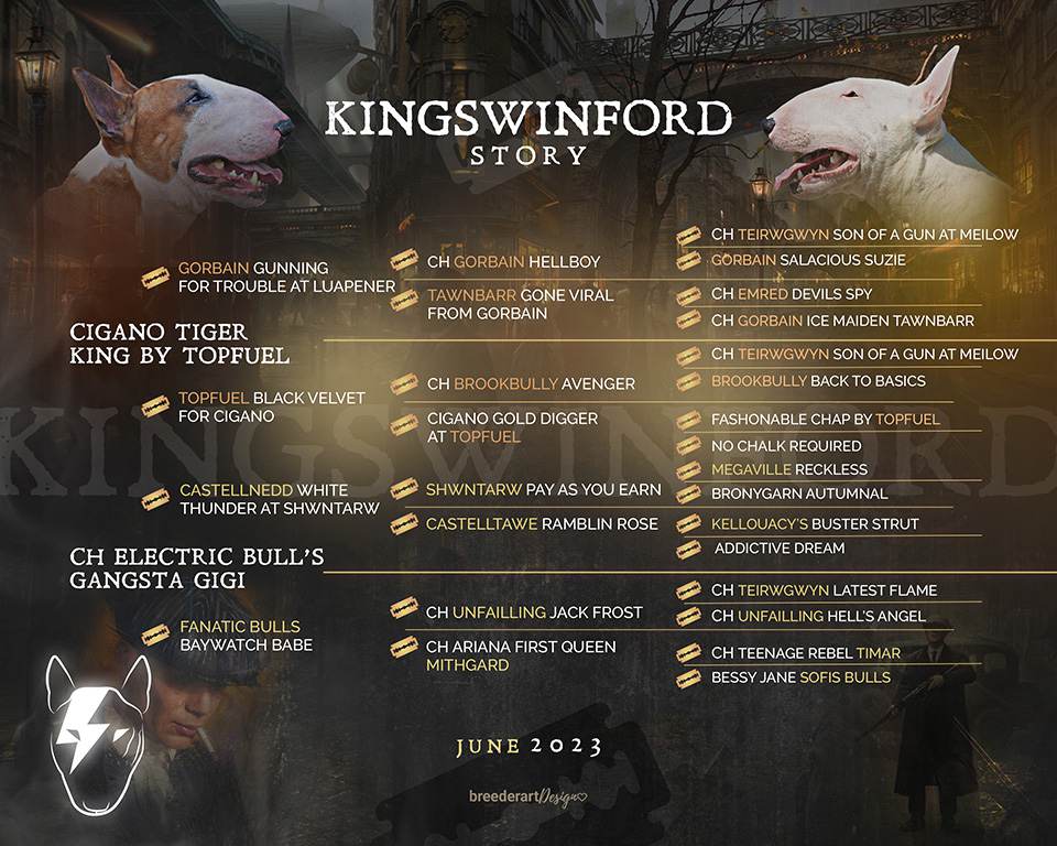 Bull-Terrier-Breed-Hepsterix-legla-kingswinford-2023-gallery-2