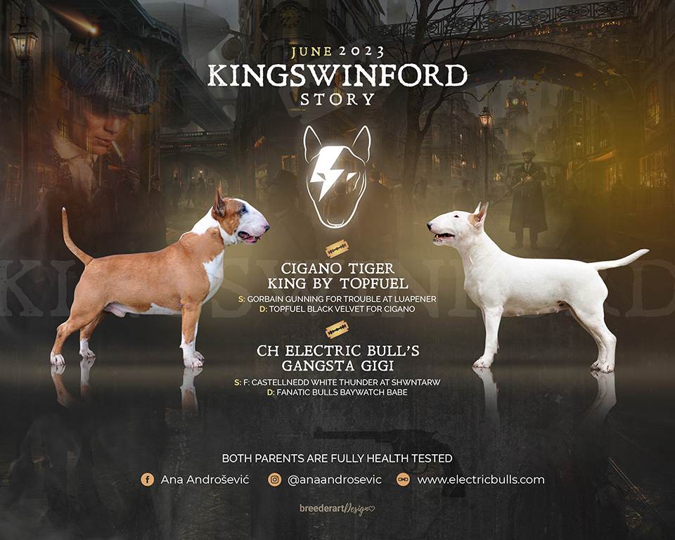 Bull-Terrier-Breed-Hepsterix-legla-kingswinford-2023-gallery