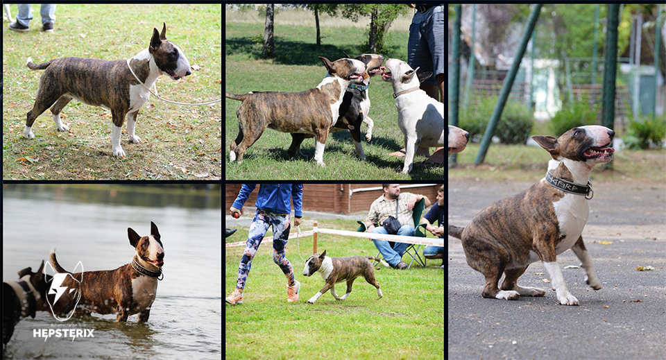 Novosti-featured-loca-happy-birthday-bull-terrier-2
