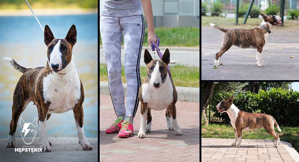 Novosti-featured-loca-happy-birthday-bull-terrier-3