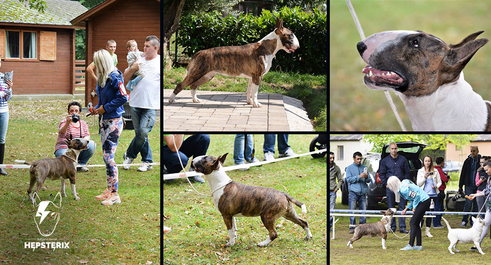 Novosti-featured-loca-happy-birthday-bull-terrier-4