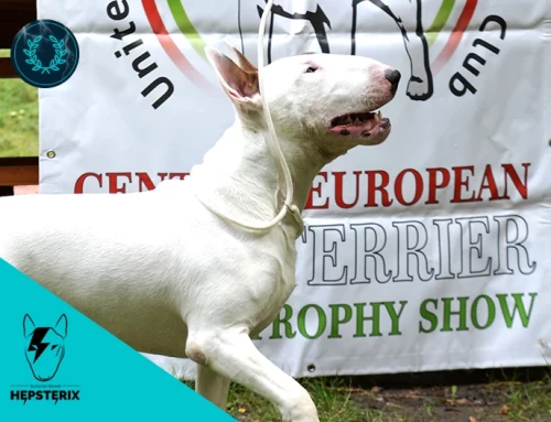 XII. Central European Bull Terrier Club & Trophy Show 2025