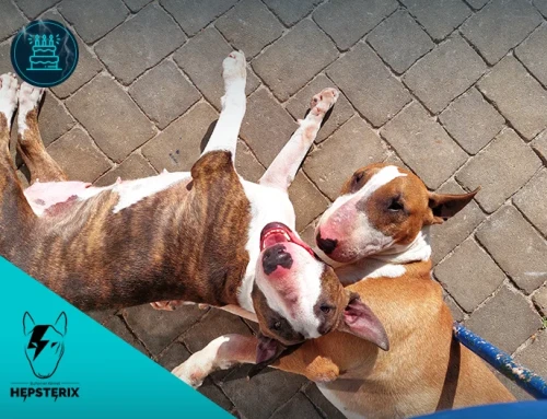 9th Birthday BAYWATCH & TORO